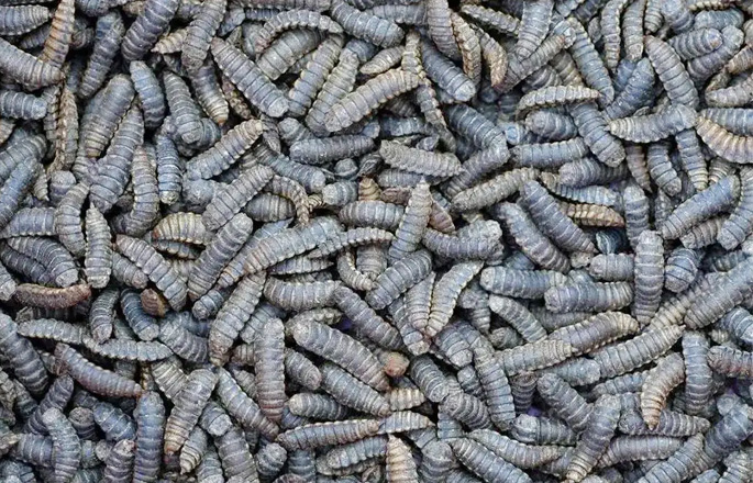 餐厨垃圾黑水虻处理生产线